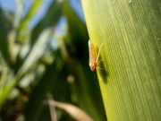 La ausencia de chicharrita sigue predominando La ausencia de chicharrita sigue predominando