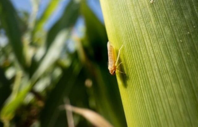 chicharrita La ausencia de chicharrita sigue predominando