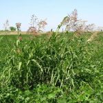 El fin del Sorgo de Alepo