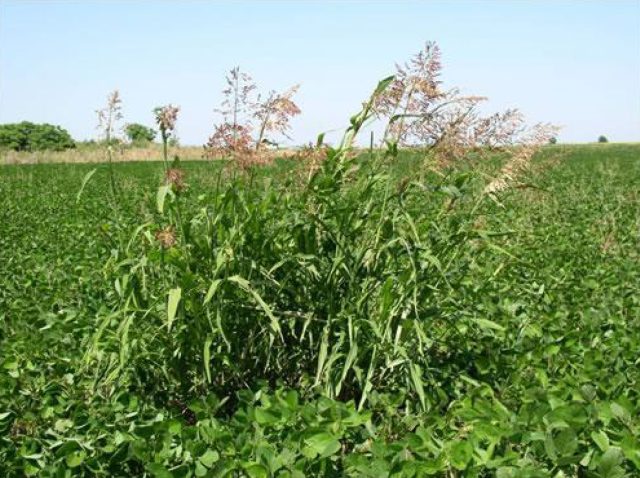 foto_1 El fin del Sorgo de Alepo