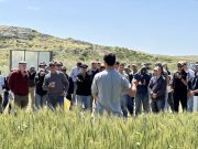 Nidera mostró en Tandil el potencial de su genética Nidera mostró en Tandil el potencial de su genética
