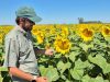 El girasol demostró ser la mejor decisión en el sureste cordobés El girasol demostró ser la mejor decisión en el sureste cordobés