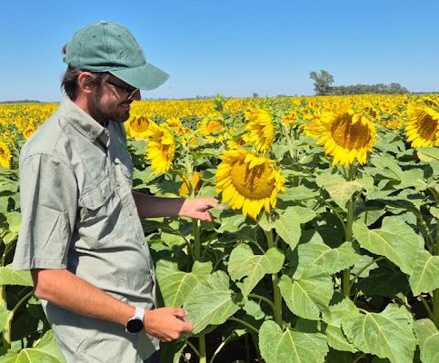 El girasol demostró ser la mejor decisión en el sureste cordobés El girasol demostró ser la mejor decisión en el sureste cordobés