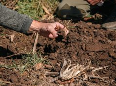 Más carbono, más rinde: la ecuación que puede resolverse con 4 prácticas Más carbono, más rinde: la ecuación que puede resolverse con 4 prácticas