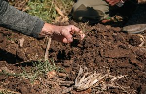 Más carbono, más rinde: la ecuación que puede resolverse con 4 prácticas Más carbono, más rinde: la ecuación que puede resolverse con 4 prácticas