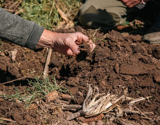 Más carbono, más rinde: la ecuación que puede resolverse con 4 prácticas Más carbono, más rinde: la ecuación que puede resolverse con 4 prácticas
