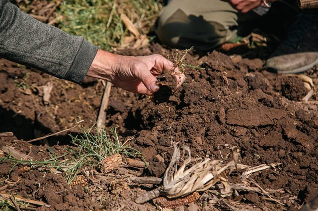 Más carbono, más rinde: la ecuación que puede resolverse con 4 prácticas 